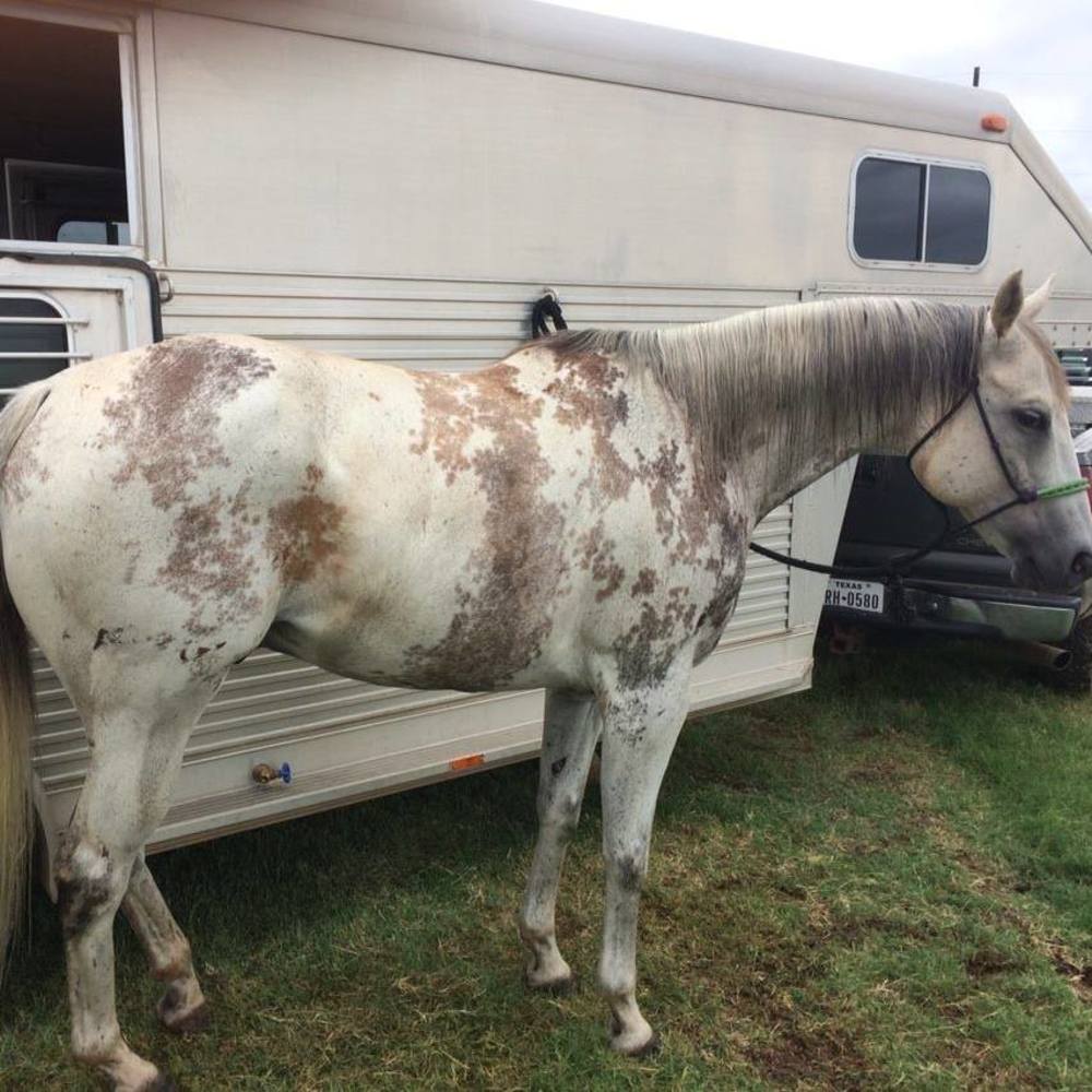 Meet your Posher, Josie